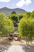 Gravel courtyard planted with wild olive trees Olea europaea africana
