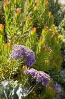 Leucadendron conebush and Limonium latifolium sea lavender 