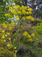 Foeniculum vulgare - fennel   may Norfolk