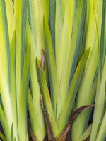 Iris pseudacorus 'Variegata' - Yellow flag 'Variegata'