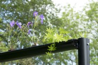 Geraniums growing in reused black rainpipes with special watersystem.