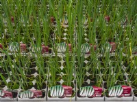 Leek 'Jolant' seedlings for sale in garden centre