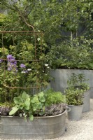 Herbs , fruit and vegetables growing in reclaimed galvanised containers