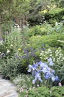 Pathway through blue and silver flower and foliage herbaceous perennial border