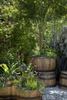 The Still Garden with reclaimed  wooden Scottish whisky cask planters with native mixed planting in slate setting