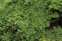 Picea glauca voss 'Conica' white spruce