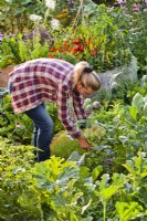 Woman harvesting Brassica oleracea 'Romanesco' - Broccoli.