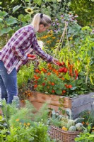 Woman picking tomatoes from raised bed.