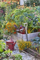 Organic kitchen garden with raised bed, watering can and garden fork in October. Plants in bed are Swiss chard, Brassica oleracea - curly kale, Tagetes patula, Tagetes tenuifolia and Capsicum annuum.