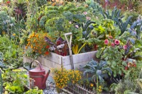 Organic kitchen garden with raised bed, watering can and garden fork in October. Plants in bed are Swiss chard, Brassica oleracea - curly kale, Tagetes patula, Tagetes tenuifolia, Dahlia and Capsicum annuum.