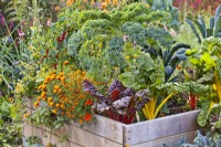 Organic kitchen garden with raised bed. Plants in bed are Swiss chard, Brassica oleracea - curly kale, Tropaeolum majus, Tagetes patula and Tagetes tenuifolia.