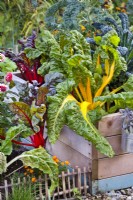 Swiss chard and kale in raised bed.