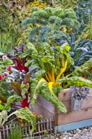 Swiss chard and kale in raised bed.