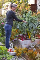 Woman harvesting curly kale from raised bed in October.