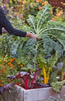 Woman harvesting curly kale from raised bed in October.