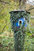 Bird house covered with Hedera.