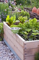 raised bed with parsley, Swiss chard and strawberries.