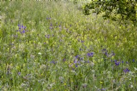 Wild flower meadow with Aquilegia vulgaris - Common columbine.