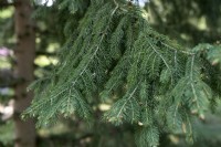 Picea wilsonii Wilson's Spruce