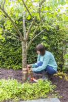 Woman placing copper tape at the base of the plum tree to deter slugs