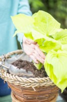 Woman backfilling basket with compost