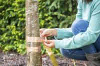 Woman placing copper tape at the base of the plum tree to deter slugs