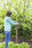 Woman removing twigs with secateurs for have clear open branches