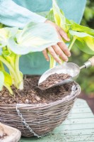 Woman placing mulch over compost in hanging basket
