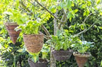 Various Hostas in baskets hanging from the branches of a plum tree