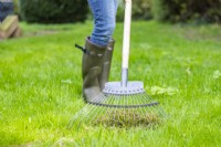 Woman scarifying lawn to remove moss