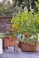 Container grown tomatoes, peppers and nasturtium on roof terrace.