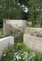 View of the planting in The Mind Garden which includes Leucanthemum vulgare, Gladiolus communis subsp. byzantinus, Euphorbia palustris and Stipa gigantea, this meadow style planting sits amongst curved clay rendered walls - Designer: Andy Sturgeon - Sponsor: Project Giving Back.