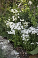 Phlox divaricata 'May Breeze' in A Garden Sanctuary by Hamptons