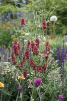 Verbascum 'Petra' planted in the BBC Studios Our Green Planet and RHS Bee Garden