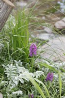 By the stream in A Rewilding Britain Landscape, the plants include Dactylorhiza praetermissa and Onoclea sensibilis - Designers: Lulu Urquhart and Adam Hunt - Sponsor: Project Giving Back.
