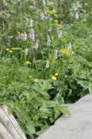 Persicaria bistorta planted with Ranunculus acris in A Rewilding Britain Landscape