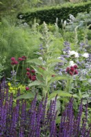 Verbascum in bud planted with Cirsium rivulare 'Atropurpureum' and Salvia 'Caradonna' in The RNLI Garden - Designer: Chris Beardshaw - Sponsor: Project Giving Back -