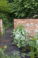Sustainably sourced bricks have been used to build the walls in the Brewin Dolphin Garden, whilst the path is made of reclaimed Welsh slate, it is bordered with young Verbascum bombyciferum - Designer: Paul Hervey-Brookes - Sponsor: Brewin Dolphin