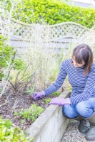 Woman pulling a thistle out of a raised bed