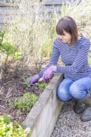Woman using a hand fork to remove a thistle from a raised bed