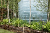View of the woodland style planting which surrounds the monolithic ice block in The Plantman's Ice Garden, it includes iris, and ferns such as Matteuccia struthiopteris, the trunks are of Betula pendula, coppiced wood as been used to create the fencing - Designer: John Warland - Sponsor:The Plantman  and  Co.