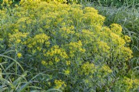 Euphorbia villosa flowering in Summer - May