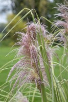 Cortaderia selloana 'Pink Phantom' - Pampas grass - October