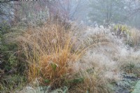 Grasses in frost, including Molinia caerulea subsp. arundinacea seedling - November

Foggy Bottom, The Bressingham Gardens, Norfolk