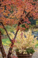 Acer griseum with Cornus sanguinea 'Midwinter Fire' in a pot - November