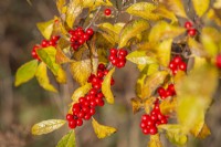 Ilex verticillata - winterberry - November