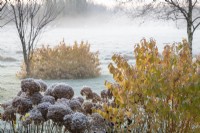 Hydrangea arborescens 'Annabelle' and Cornus sanguinea 'Midwinter Fire' in frost with fog beyond - November

Gap Meadow, The Bressingham Gardens, Norfolk, designed by Adrian Bloom