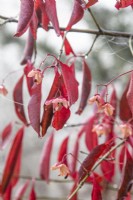 Euonymus carnosus 'Red Wine' berries - November