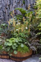 Digitalis parviflora, Gunnera manicata,  Thalictrum sp., Alchemilla mollis and Athyrium niponicum f. metallicum planted in reclaimed whisky casks.  The Still Garden - designer: Jane Porter.