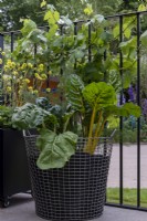 Chard 'Bright Yellow' growing in a metal basket on The Potting Balcony Garden, designer: William Murray